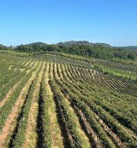 Deriva de herbicidas já provocou mais de 400 ocorrências em vinhedos do RS