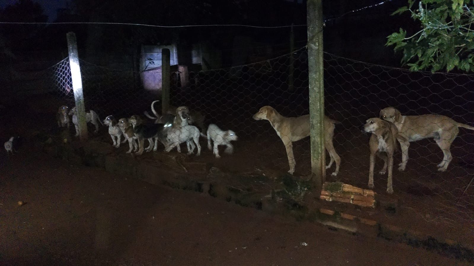 OPERAÇÃO CAÇA ILEGAL ANIMAIS PARANÁ