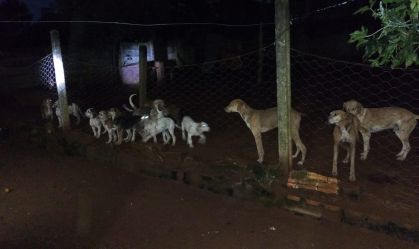 OPERAÇÃO CAÇA ILEGAL ANIMAIS PARANÁ