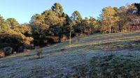 SP: Campos do Jordão amanhece com geada e registra temperatura de 3,1°C