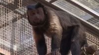 Morre macaco-prego que invadiu casas na BA; tutor suspeita de envenenamento