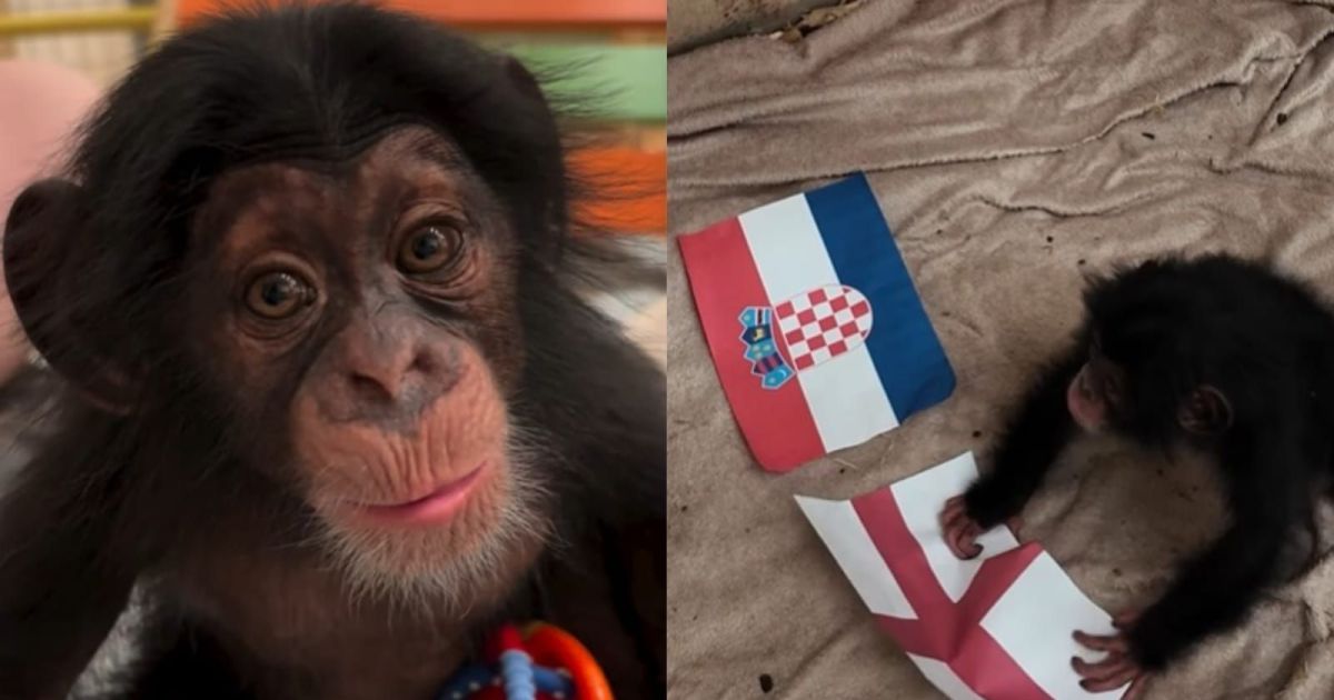 Chimpanzé “místico” vira febre após acertar resultados da Copa do Mundo