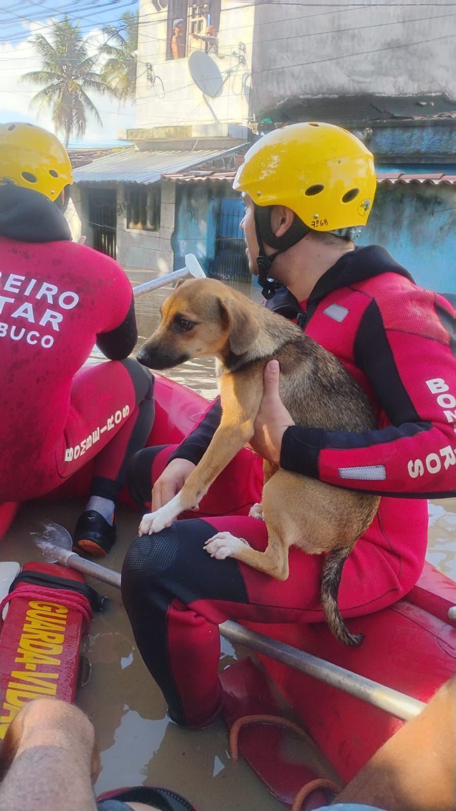 Em Goiana, outra equipe retirou duas pessoas e uma cadela de uma residência atingida pela inundação • Governo de Pernambuco