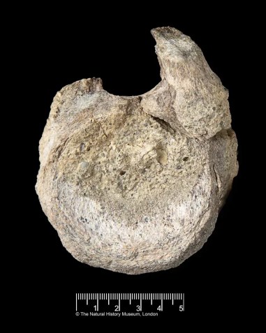 O fóssil é uma vértebra pertencente a um Titanossauro • Lucie Goodayle/Museu de História Natural
