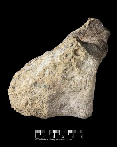The fossil had been stored in a drawer for decades • Lucie Goodayle/Natural History Museum