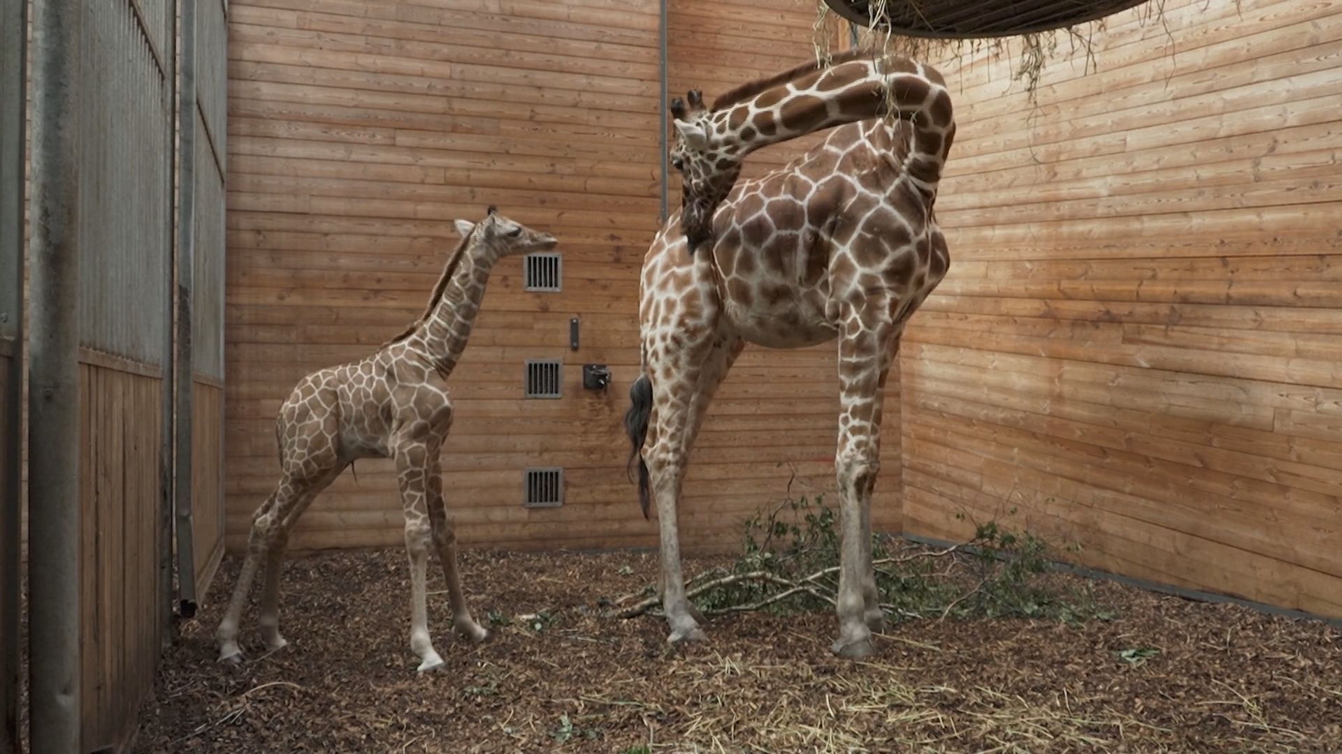 bebe-girafa-dinamarca