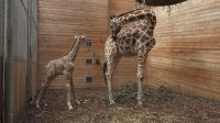 Vídeo: Conheça o novo filhote de girafa do zoológico da Dinamarca