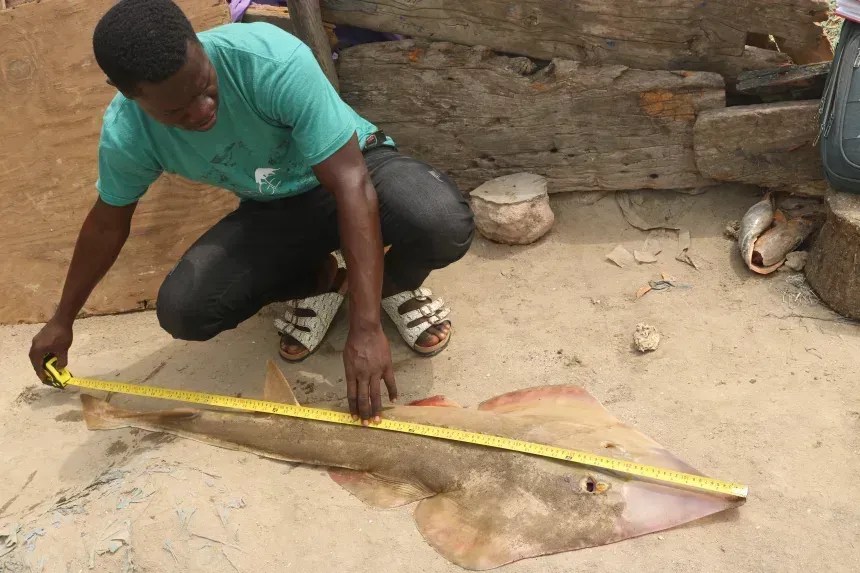 Seidu mede um peixe-guitarra de dorso espinhoso, o peixe-guitarra mais comumente capturado • Issah Seidu