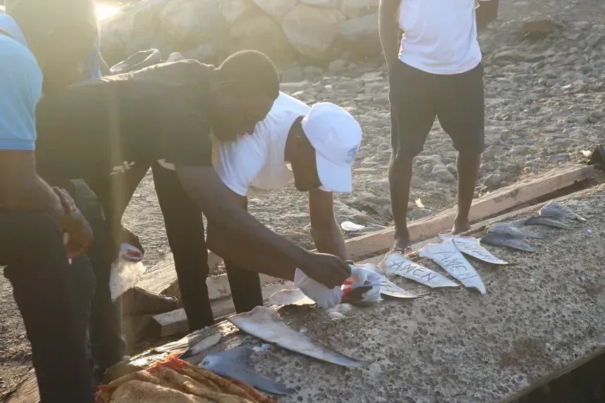 Seidu treina voluntários locais na coleta de amostras de DNA de barbatanas de tubarões e raias. As barbatanas do peixe-guitarra são frequentemente indistinguíveis das de tubarão e, portanto, vendidas juntas, de modo que seu comércio só pode ser rastreado por meio da identificação de DNA • Issah Seidu