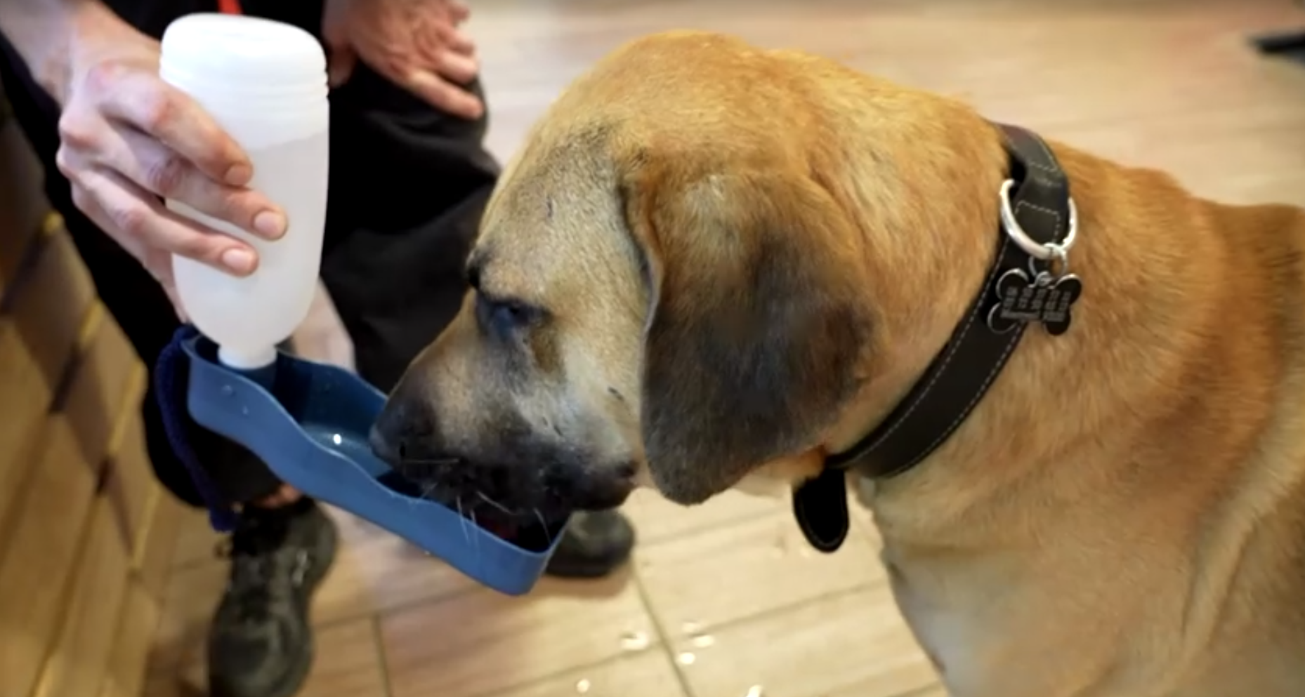 Cachorro bebe água para se refrescar em meio à onda de calor em Paris, na França • Reuters
