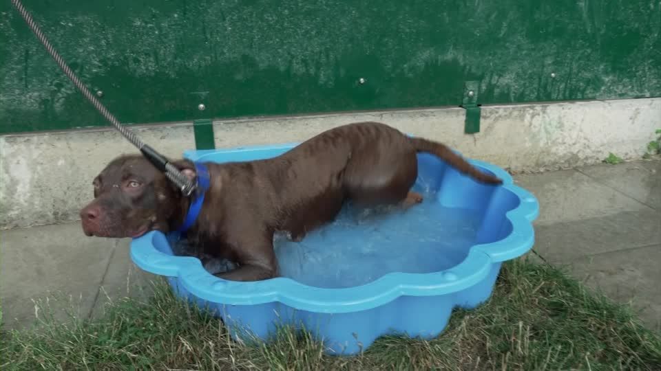 Cachorro usa piscina para se refrescar em meio à onda de calor em Paris, na França