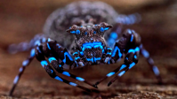 Desconhecidos do homem, aranha fluorescente e grilo são achados na África