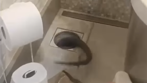 cobra de silvia abravanel é achada no ralo