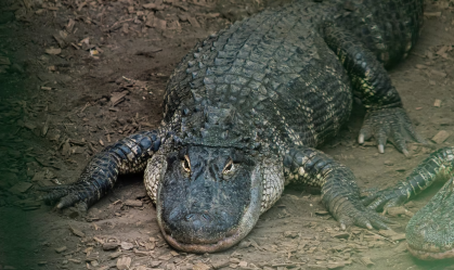 crocodilo-zoologico-inglaterra