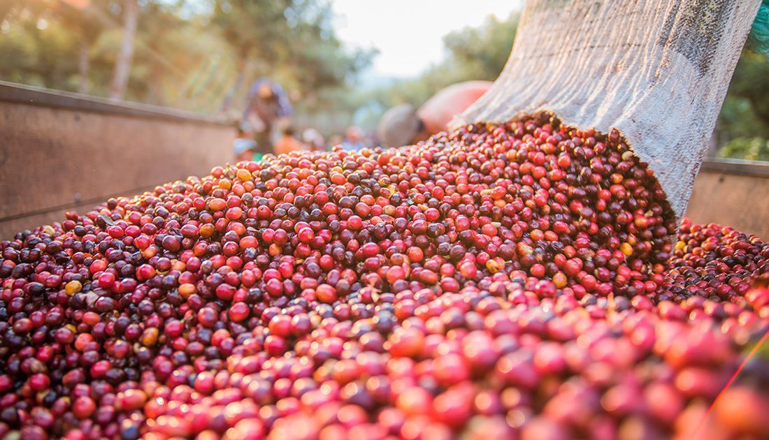 Safra recorde projetada pelo USDA pressiona preços futuros do café em NY