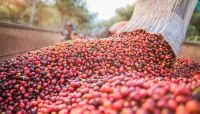 Colheita de café avança para 20,1%, aponta Cooxupé