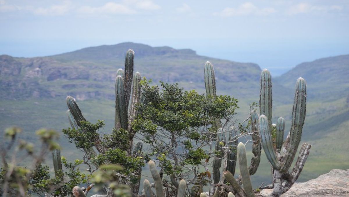 Caatinga