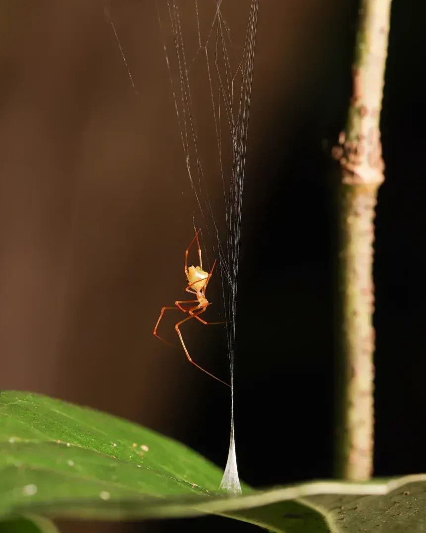 Os cientistas apelidaram a nova espécie de "aranha-balista", em referência à antiga arma de mola • Pranav Joshi