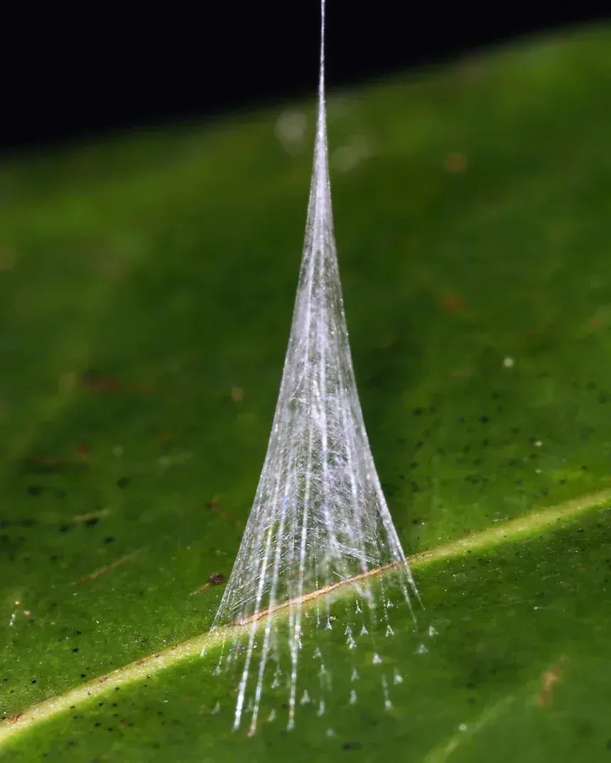 Este cone de seda único, de fabricação intrincada, foi projetado para apenas um tipo de presa: a formiga-verde-arborícola • Gregory Anderson