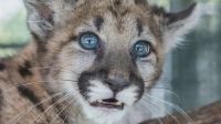 Vídeo: Filhote de puma ameaçado de extinção é resgatado na Flórida