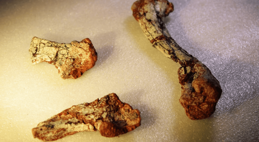 Fóssil de espécie anterior aos dinossauros é encontrada no RS • Scientific Reports