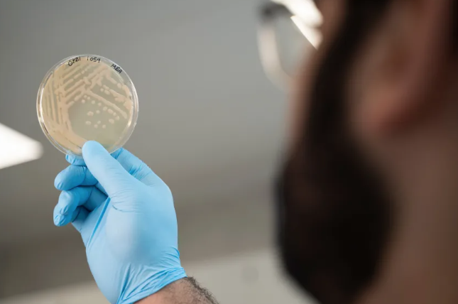 O microbiologista Mohamed Sarhan examina colônias de leveduras retiradas de uma amostra do estômago de Ötzi • Andrea De Giovanni/Eurac Pesquisa