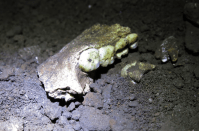 Fósseis mais controversos da evolução humana se tornam enigmáticos