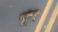 Estudo encontra fungo Sporothrix em animais atropelados no PR