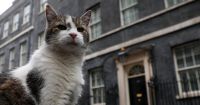 "Primeiro-felino" britânico vai ganhar novo dono após renúncia de Starmer