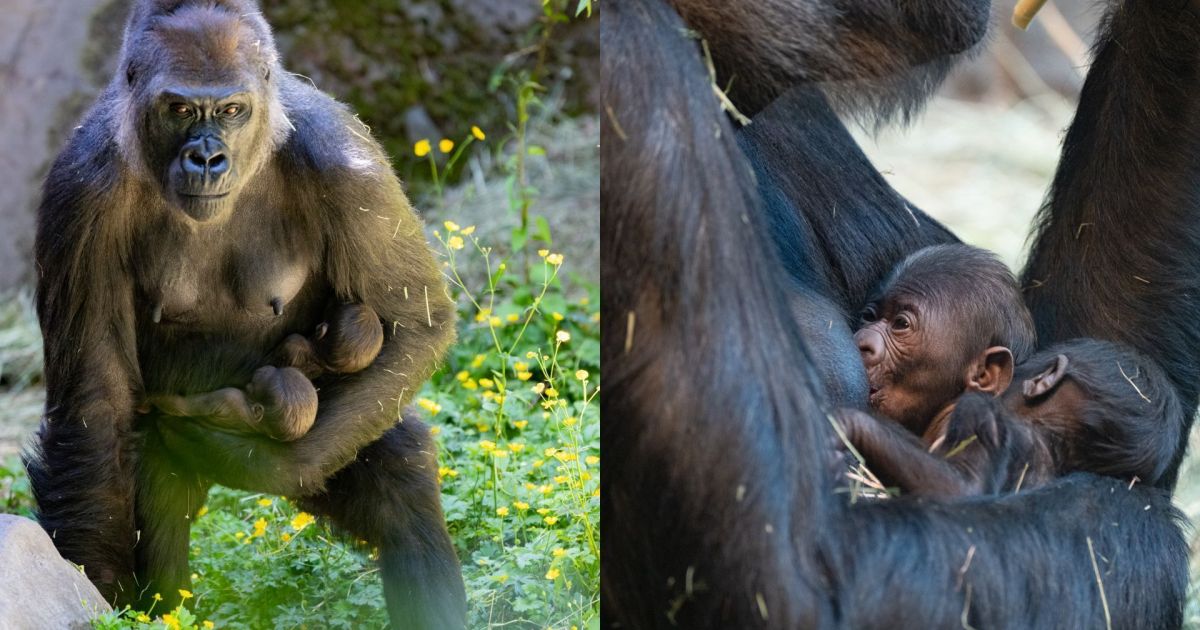 Bebê gorila: mamãe se recupera após parto de filhotes; veja novas imagens