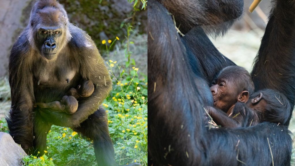Bebê gorila: mamãe se recupera após parto de filhotes; veja novas imagens