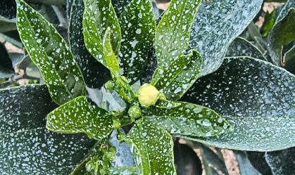 Infestação de greening em pomar