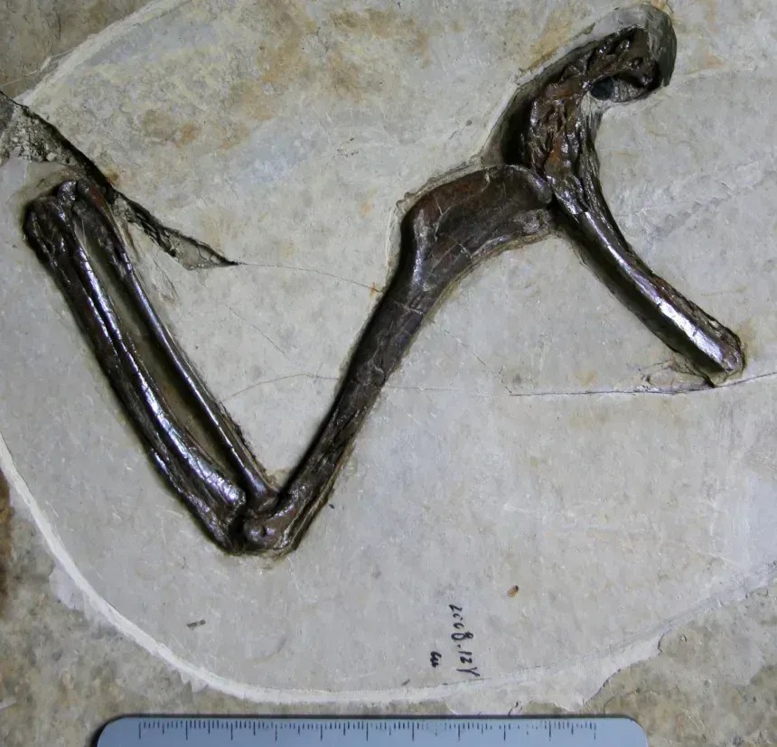Fóssil de 120 milhões de anos encontrado na China revela criatura bizarra