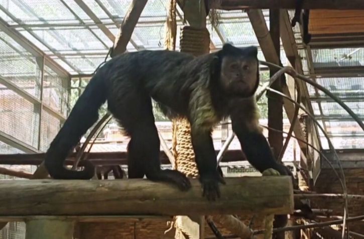 Macaco-prego de rosto quadrado que recentemente conquistou a internet no zoológico de Shijiazhuang, • CNS (China News Service)