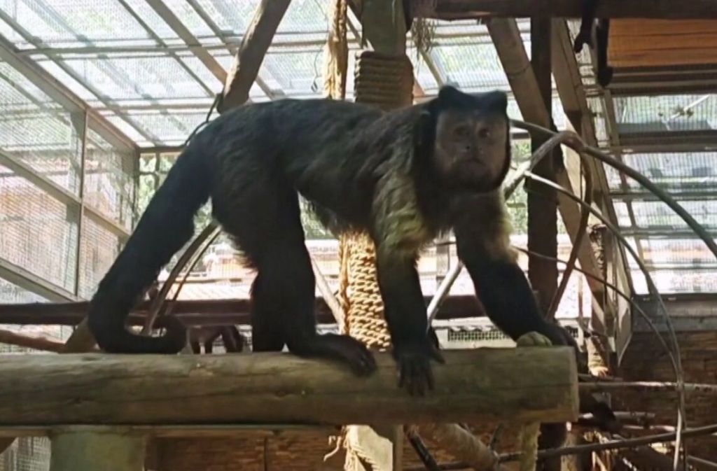 Macaco-prego de rosto quadrado que recentemente conquistou a internet no zoológico de Shijiazhuang,