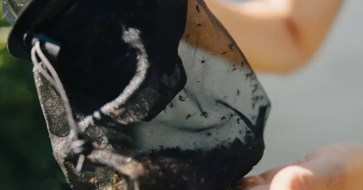 Farta de ser o sangue do jantar, comunidade luta para exterminar mosquitos