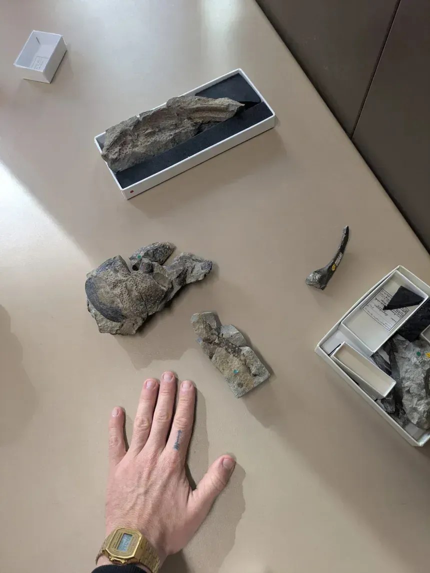 Especialistas reexaminaram fósseis que estavam no Museu de História Natural de Londres há mais de 100 anos • Sam Bond/NHM