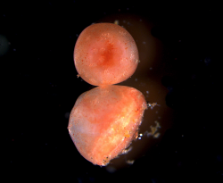 Pés ambulacrais cicatrizados de um pepino-do-mar • Créditos: Mercier Lab