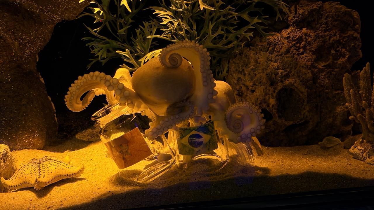polvo-ursula (5)