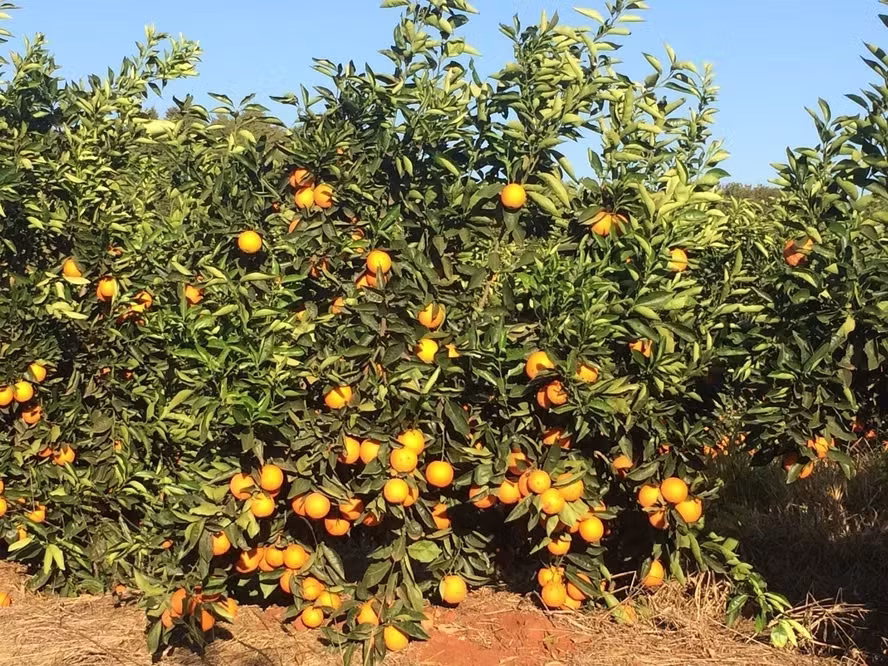 Chuvas já atingem hortaliças, frutas e culturas de inverno no Sul do país