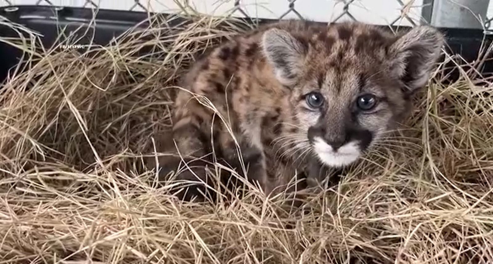 puma-florida-abandonado