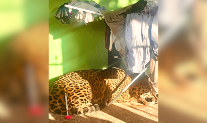 resgata onça pr