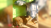 Vídeo: Onça-pintada é encontrada embaixo de varal em casa no Paraná