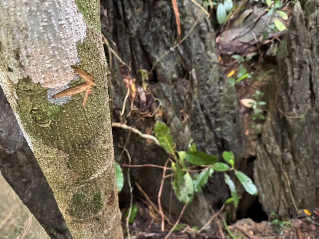 A entrada do poço da caverna que foi descoberta e explorada por meio de rapel em 31 de maio de 2026. • Kengkard Bongkawong via CNN Newsource