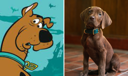 scooby-doo-raça