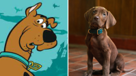 “Scooby-Doo: A Origem”: tudo o que sabemos sobre live-action