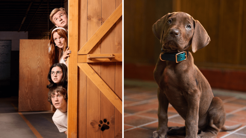 Série “Scooby-Doo: A Origem” tem gravações encerradas, anuncia Netflix