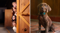 "Scooby-Doo: A Origem": tudo o que sabemos sobre live-action