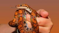 Como pesquisadores encontraram fóssil de serpente ancestral em SP