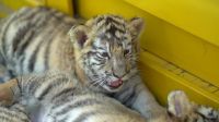 Vídeo: Tigres-siberianos recém-nascidos são apresentados em zoo da China